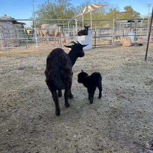 New born kid goat on the ranch.