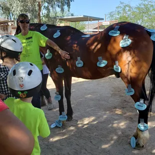 Learn Horsemanship beginning with Foundation training