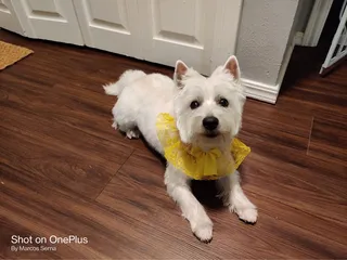 All Paws Mobile Grooming