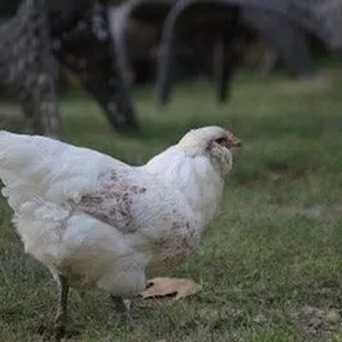 Free range chicken at Robinwood