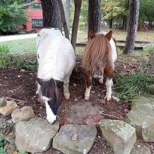 Horses atRobinwood Inn
