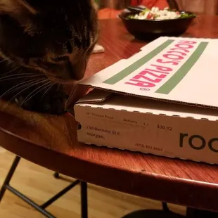 a cat sleeping on a pizza box