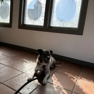 a dog laying on the floor