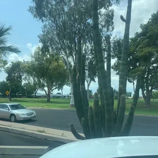 a cactus in the foreground