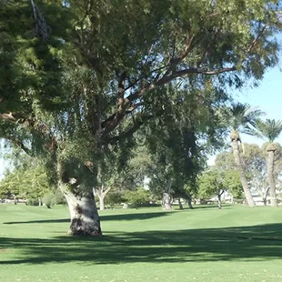 Rochester's Family Restaurant and Sports Bar on Sunland Village Golf Course.