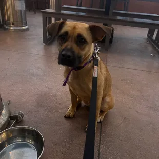 Dog Friendly Outdoor Experience