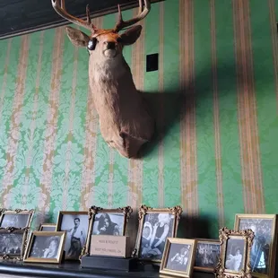 a deer head mounted on a wall