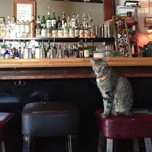 Kitty at a bar!