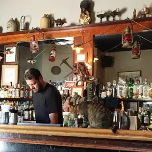 a man and a cat sitting at a bar