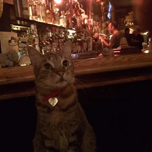 Edgar, the Bar Cat. Don&apos;t get too friendly...he gets grumpy if you walk away too fast ;)