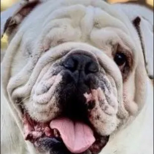 a close up of a bulldog