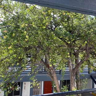 Not sure if we are able to eat from the apple tree. I do enjoy it he shade it provides.