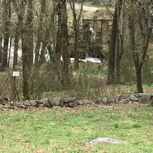 a black bear in the woods