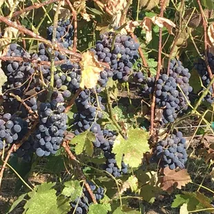a bunch of grapes on the vine