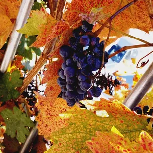 Grapes that are used to make wine.
