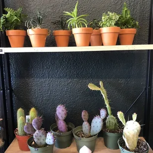 Succulents.