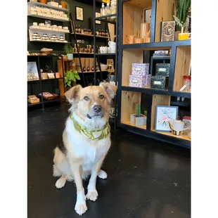 Shop dog, Louie