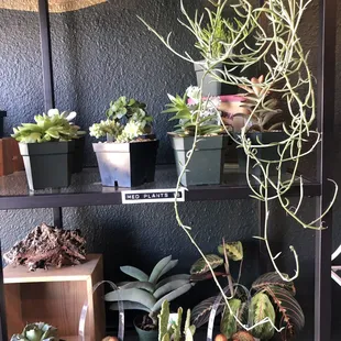 Plants.