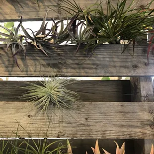 Air plants.