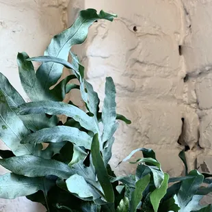 Blue Fern