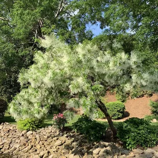 Fringe tree at Rock Quarry Garden