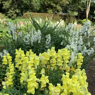 Flowers at Rock Quarry Garden
