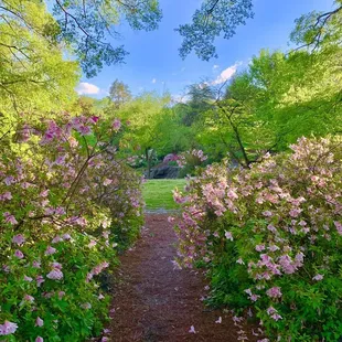 Rock Quarry Garden