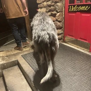 A cute doggie on the patio