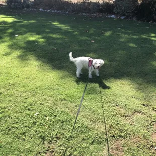 My dog enjoyed it here!