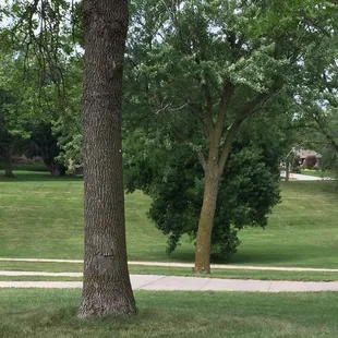 Good hill for sledding