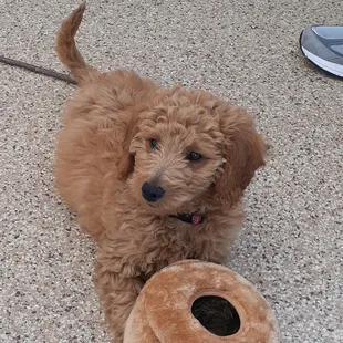 3 mo. old "Scooby" mini Goldendoodle.