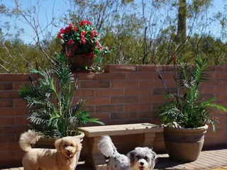 Tucson Adventure Dog Ranch