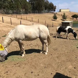 Ramekin grazing with his buddy Tank