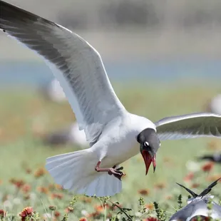 Birding at the beach