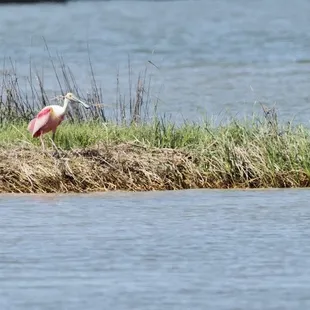 Birding at the beach