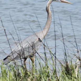Birding at the beach