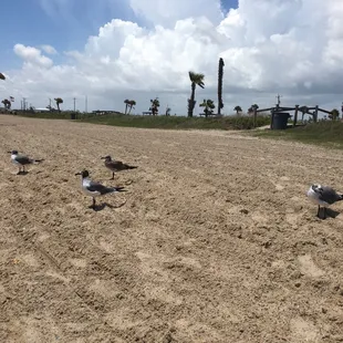 and more beach mooches