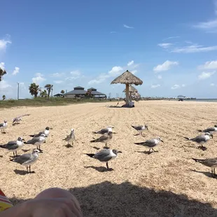 more beach mooches