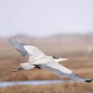 Rockport Birding & Kayak Adventures