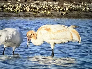Aransas Bay Birding Charters