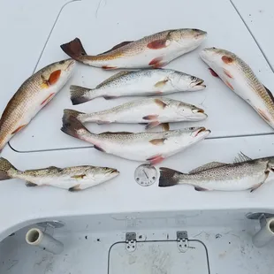 Speckled Trout on Corky&apos;s