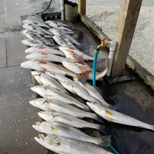 Dec. 18, 2017 Mixed Bag on Gulps.