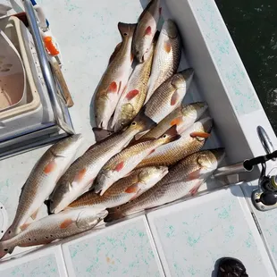 Redfish for Dinner.