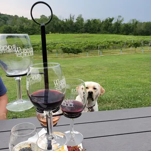 Rockside wine flight, cheese plate and dog-friendly outdoor seating.