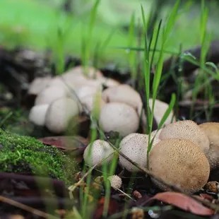 Some mushrooms popping up in early January.
