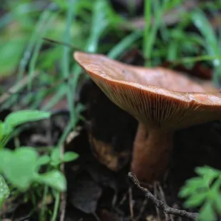 Some mushrooms popping up in early January.
