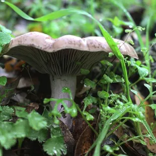Some mushrooms popping up in early January.