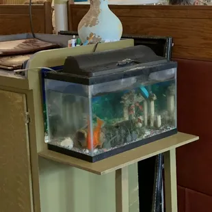 goldfish