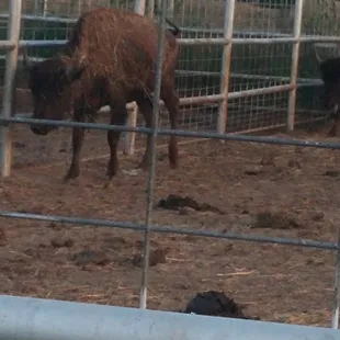 one of the buffalo from the "zoo"