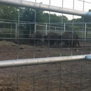 there were 8 buffalo crammed in this small enclosure